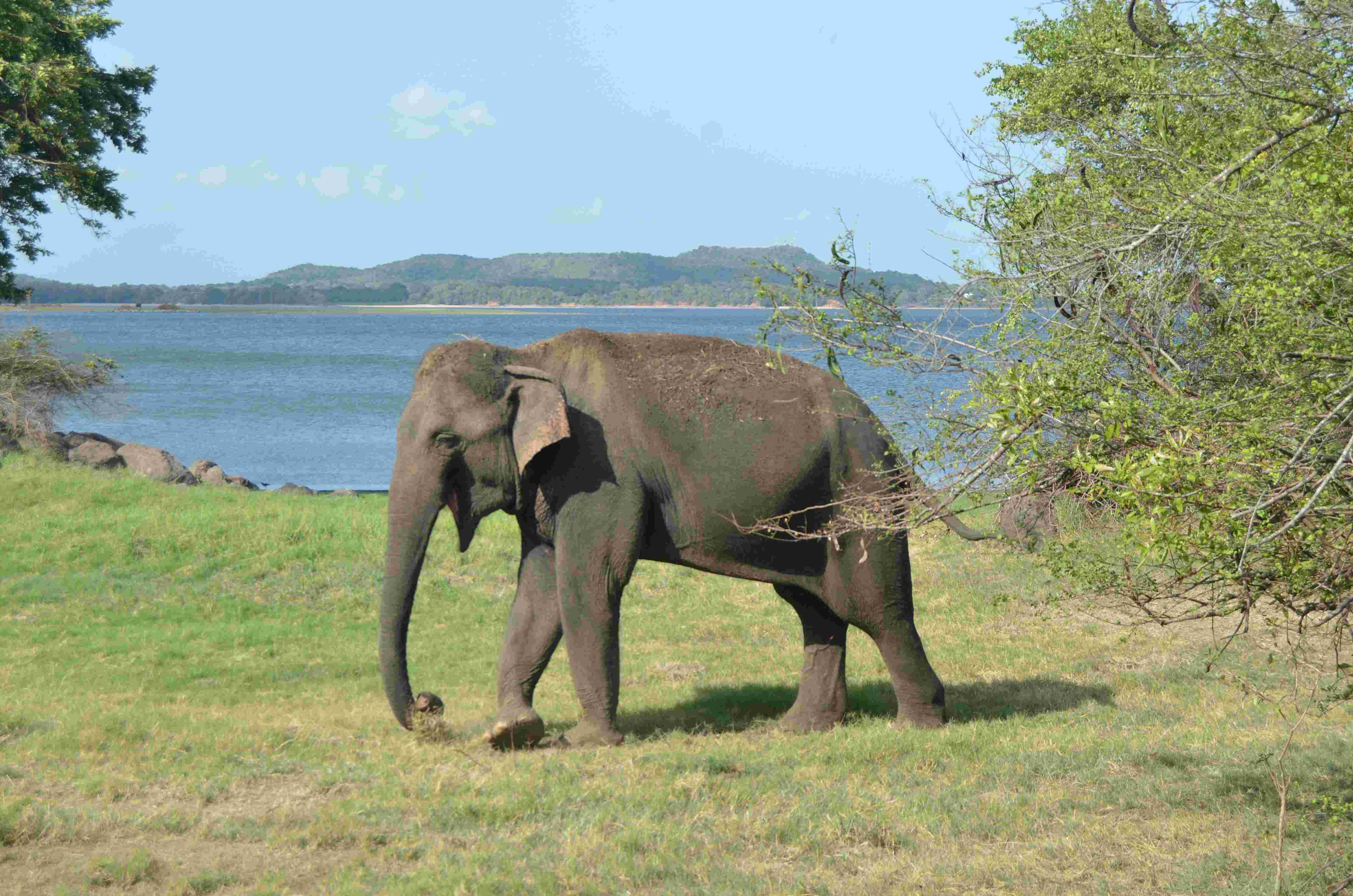 Elephant - Wildlife photography by Upul Dunuhinga